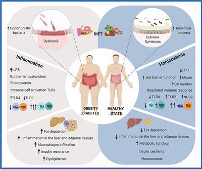 Frontiers | Polyphenol-Mediated Gut Microbiota Modulation: Toward ...